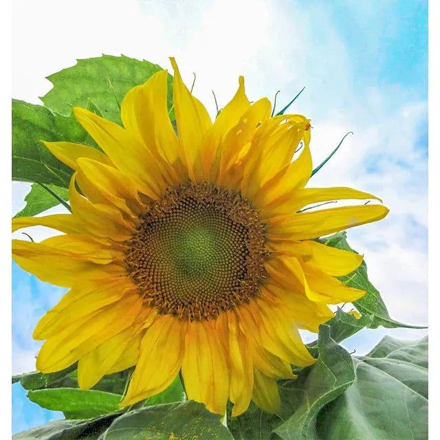 West Coast Seeds - Sunflower Seeds - Mongolian Giant Organic 5g