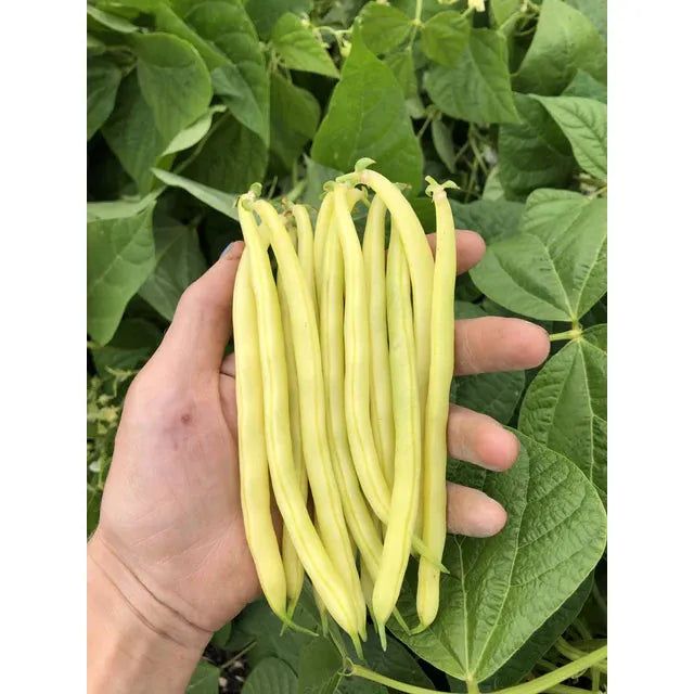 West Coast Seeds - Vegetable - Beans Gold Rush Organic 20g