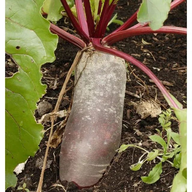 West Coast Seeds - Vegetable - Cylindra Beet Seeds 15g