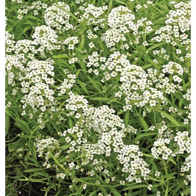 West Coast Seeds - Vegetable Seeds - Alyssum - Sweet 25g