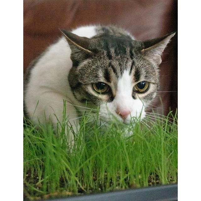West Coast Seeds - Vegetable Seeds - Cat Grass 50g