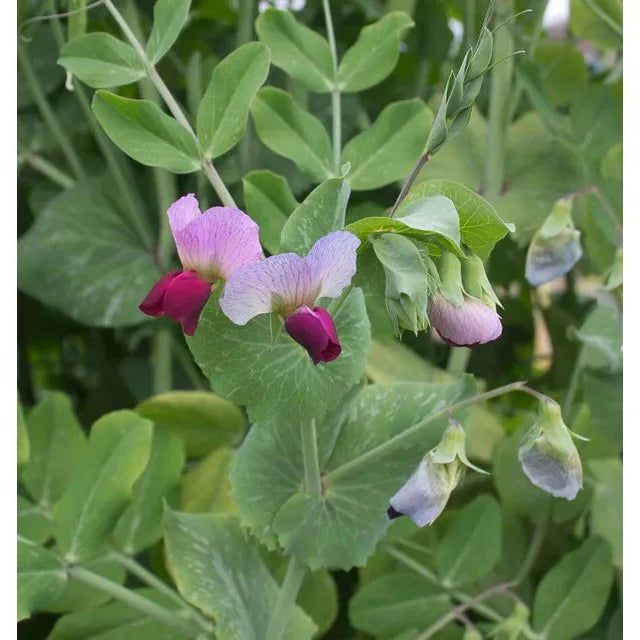 West Coast Seeds - Vegetable Seeds - Dwarf Grey Sugar Snow Pea 20g