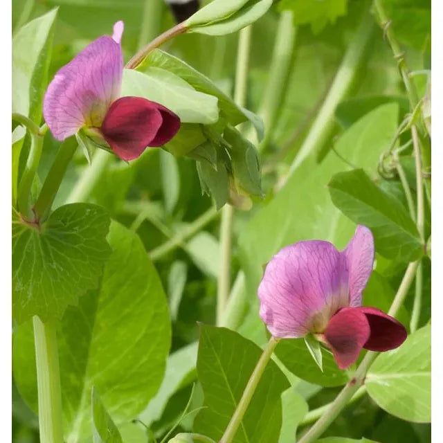 West Coast Seeds - Vegetable Seeds - Dwarf Grey Sugar Snow Pea 20g