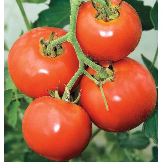 West Coast Seeds - Vegetable Seeds - Manitoba Tomato 1g