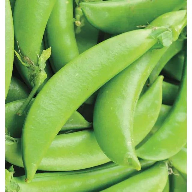 West Coast Seeds - Vegetable Seeds - Sugar Ann Pea 20g