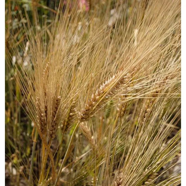 West Coast Seeds - Barley Seeds - Barley 125g