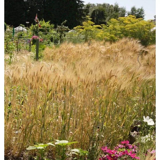 West Coast Seeds - Barley Seeds - Barley 125g