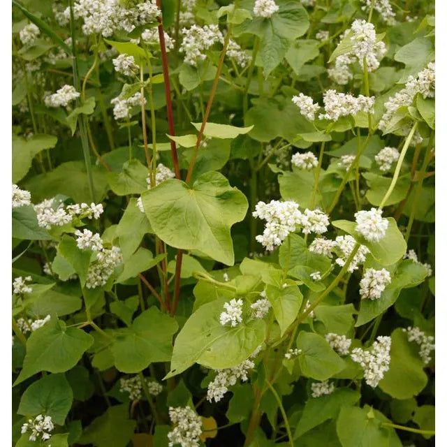 West Coast Seeds - Buckwheat Cover Crop Seeds - Buckwheat 75g
