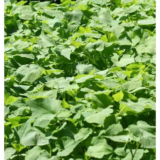 West Coast Seeds - Buckwheat Cover Crop Seeds - Buckwheat 75g