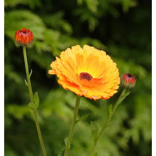 West Coast Seeds Flower Seeds - Calendula Seeds - Indian Prince 1g