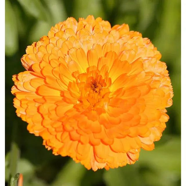 West Coast Seeds Flower Seeds - Calendula Seeds - Indian Prince 1g