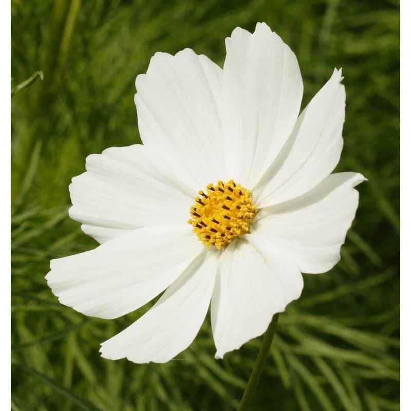 West Coast Seeds - Flower Seeds - Cosmos - Purity 1g
