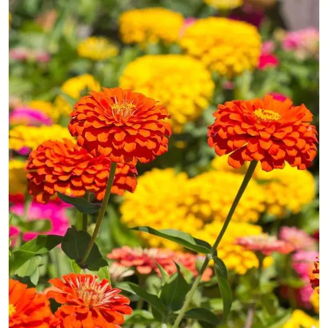 West Coast Seeds - Flower Seeds - Zinnias Giant Blue Point Formula Mix 1g