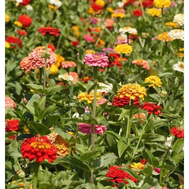 West Coast Seeds - Flower Seeds - Zinnias Giant Blue Point Formula Mix 1g