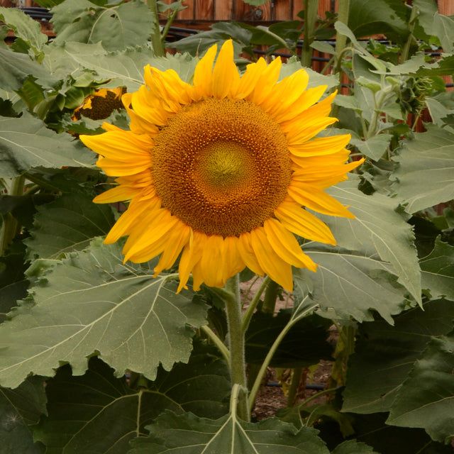 West Coast Seeds - Sunflower - Incredible 1g