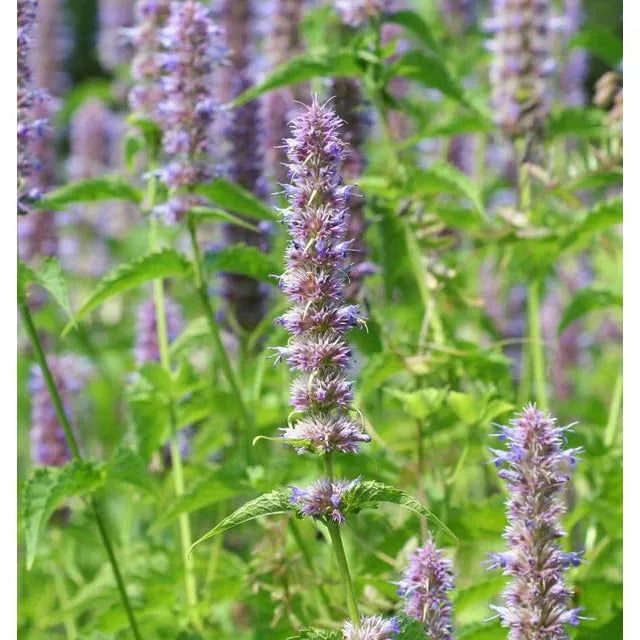 West Coast Seeds - Flower Seeds - Licorice Mint Agastache Seeds 0.1 g