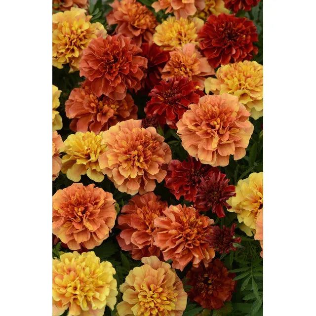 West Coast Seeds Flower Seeds - Marigold - Strawberry Blonde 25 Seeds
