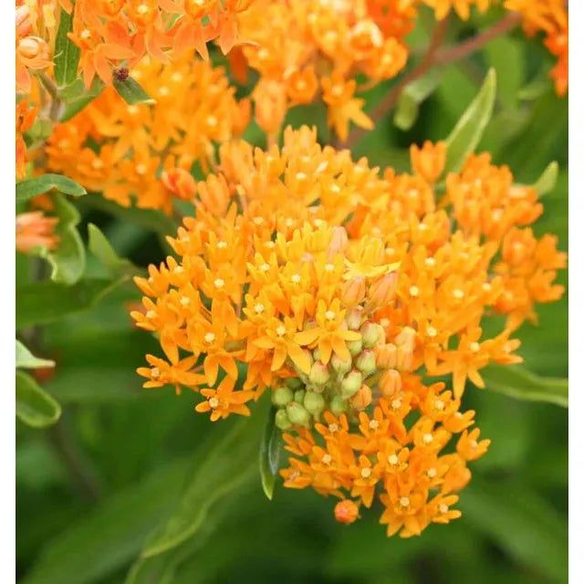 West Coast Seeds Flower Seeds - Milkweed - Butterfly Bush 0.25g