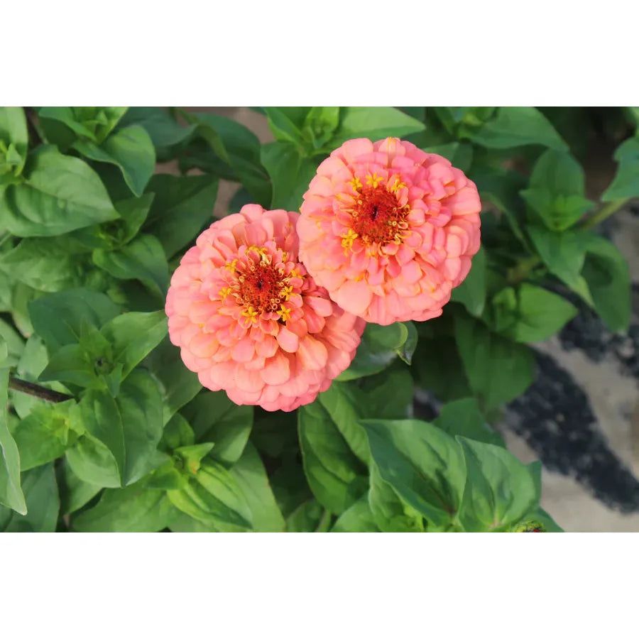 West Coast Seeds - Flower Seeds - Oklahoma Salmon Zinnias 25g