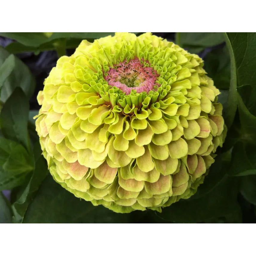 West Coast Seeds - Flower Seeds - Queeny Lime with Blotch Zinnia 25 Seeds