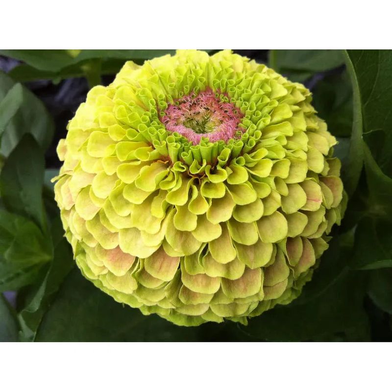 West Coast Seeds - Flower Seeds - Queeny Lime with Blotch Zinnia 25 Seeds