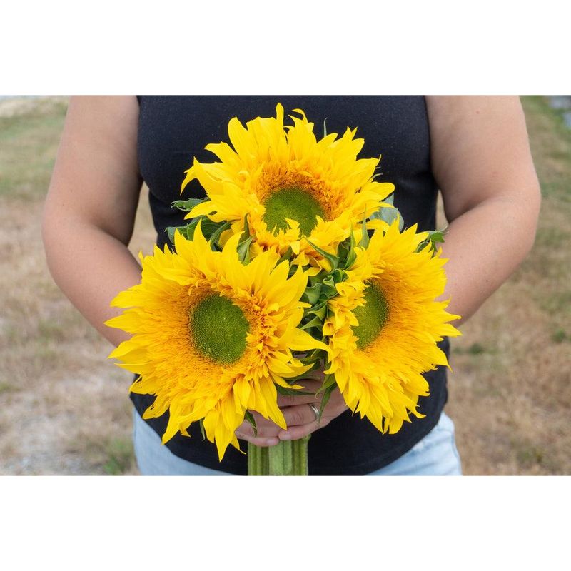 West Coast Seeds - Flower Seeds - Starburst Greenburst DMR F1 25 Seeds