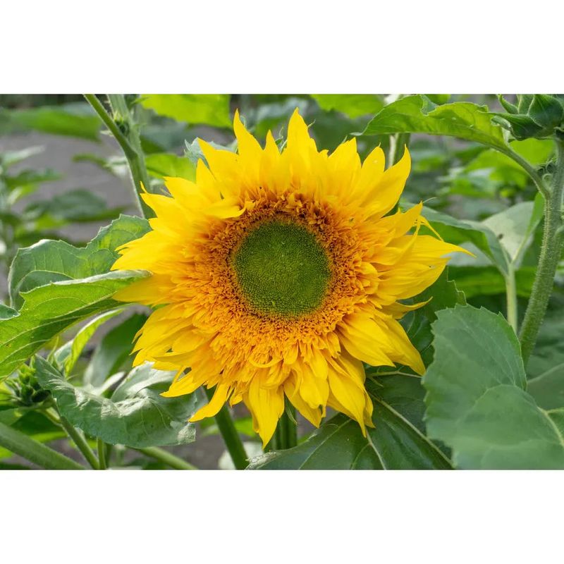 West Coast Seeds - Flower Seeds - Starburst Greenburst DMR F1 25 Seeds