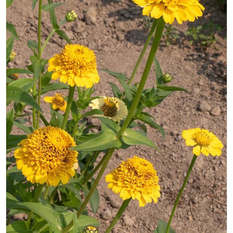 West Coast Seeds - Flower Seeds - Zinnias Lemon Cupcake 0.3g