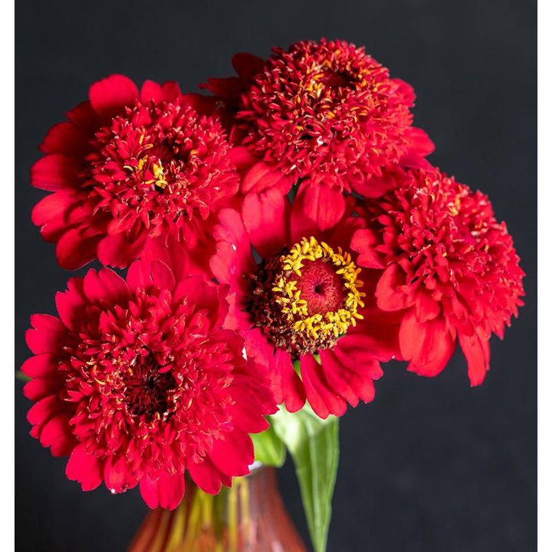 West Coast Seeds - Flower Seeds - Zinnias Sanguinea Cupcake 0.3g
