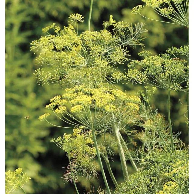 West Coast Seeds - Herb Seeds - Dill - Bouquet 0.5g