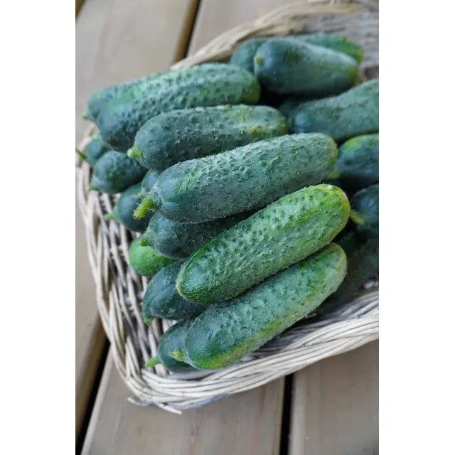 West Coast Seeds - Vegetable - Anya Cucumber Seeds 10 Seeds