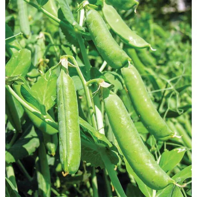 West Coast Seeds - Vegetable Seeds - Bolero Peas 20g