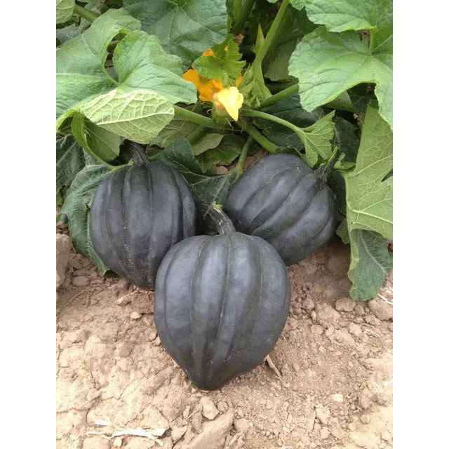 West Coast Seeds - Vegetable Seeds - Squash - Black Bellota 10 Seeds