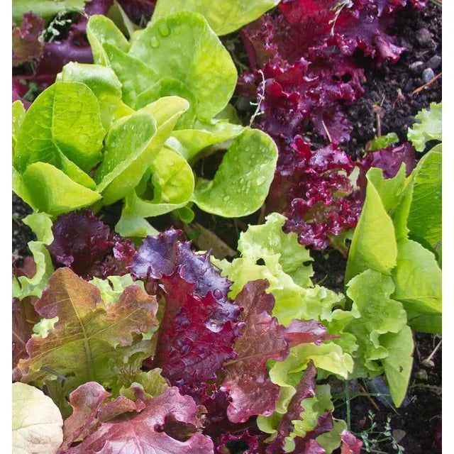 West Coast Seeds - Vegetable Seeds - Lettuce Super Gourmet Salad Blend 5g
