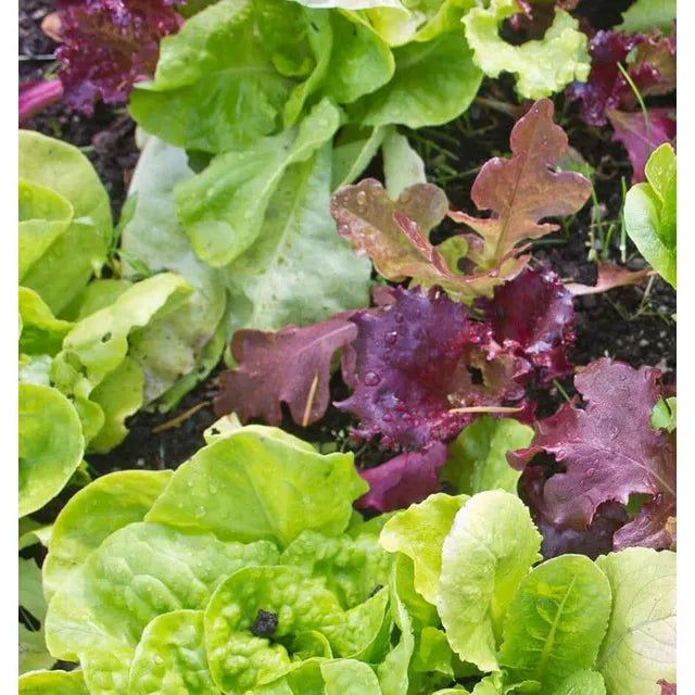 West Coast Seeds - Vegetable Seeds - Lettuce Super Gourmet Salad Blend 5g