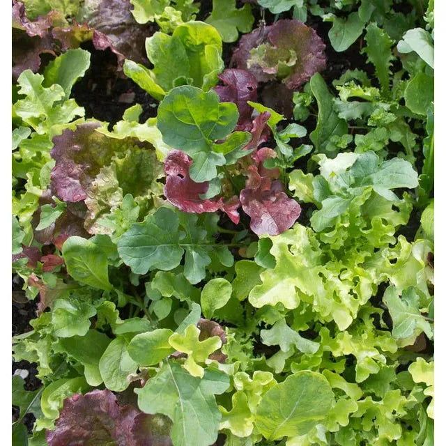 West Coast Seeds - Vegetable Seeds - West Coast Market Mix 5g