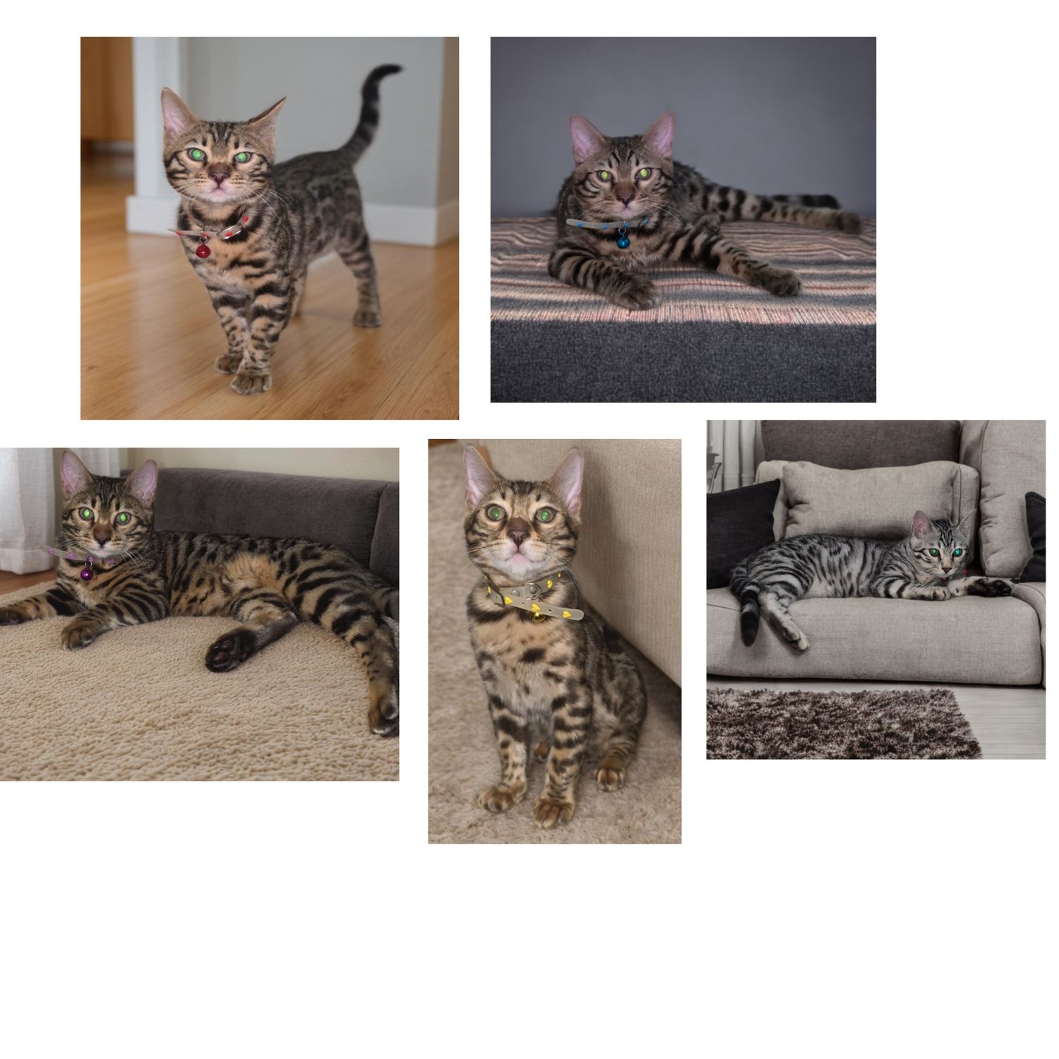 Bengal Kittens for Sale