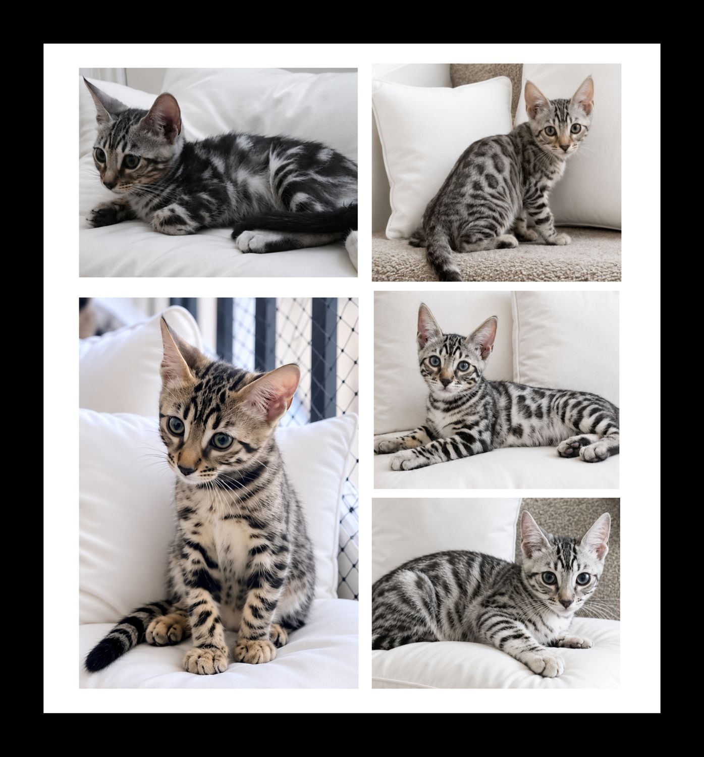 Pure Bengal