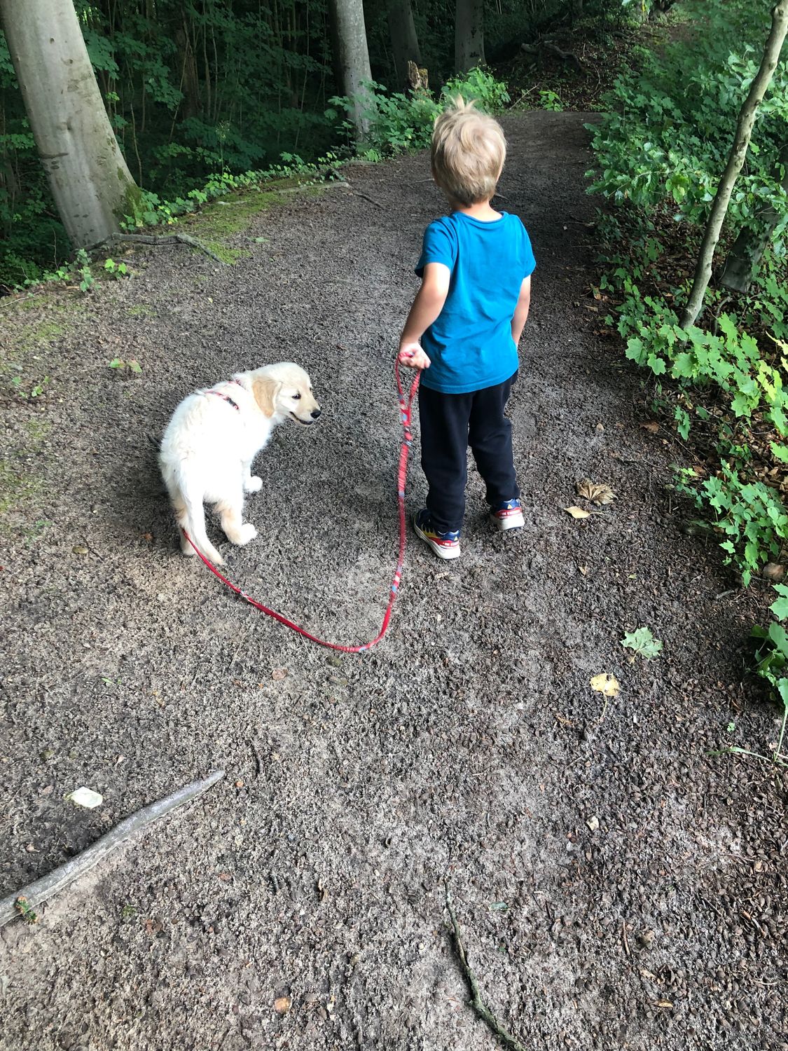 Onlineseminar Kind und Hund