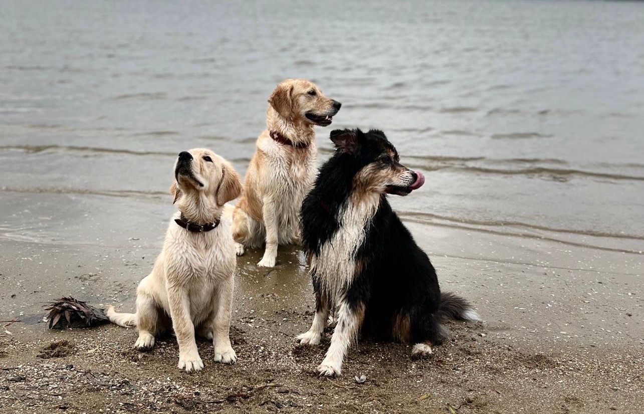 Mobile Hundeschule - Single 45 Minuten I zzgl. Anfahrtskosten