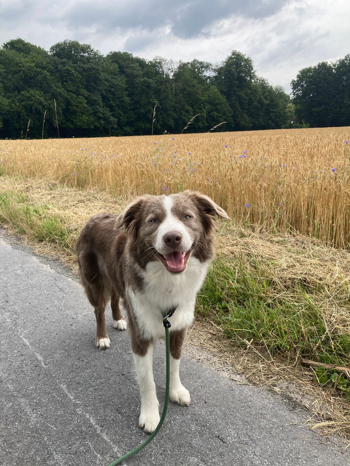 Mobile Hundeschule Single 30 Minuten I zzgl. Anfahrtskosten