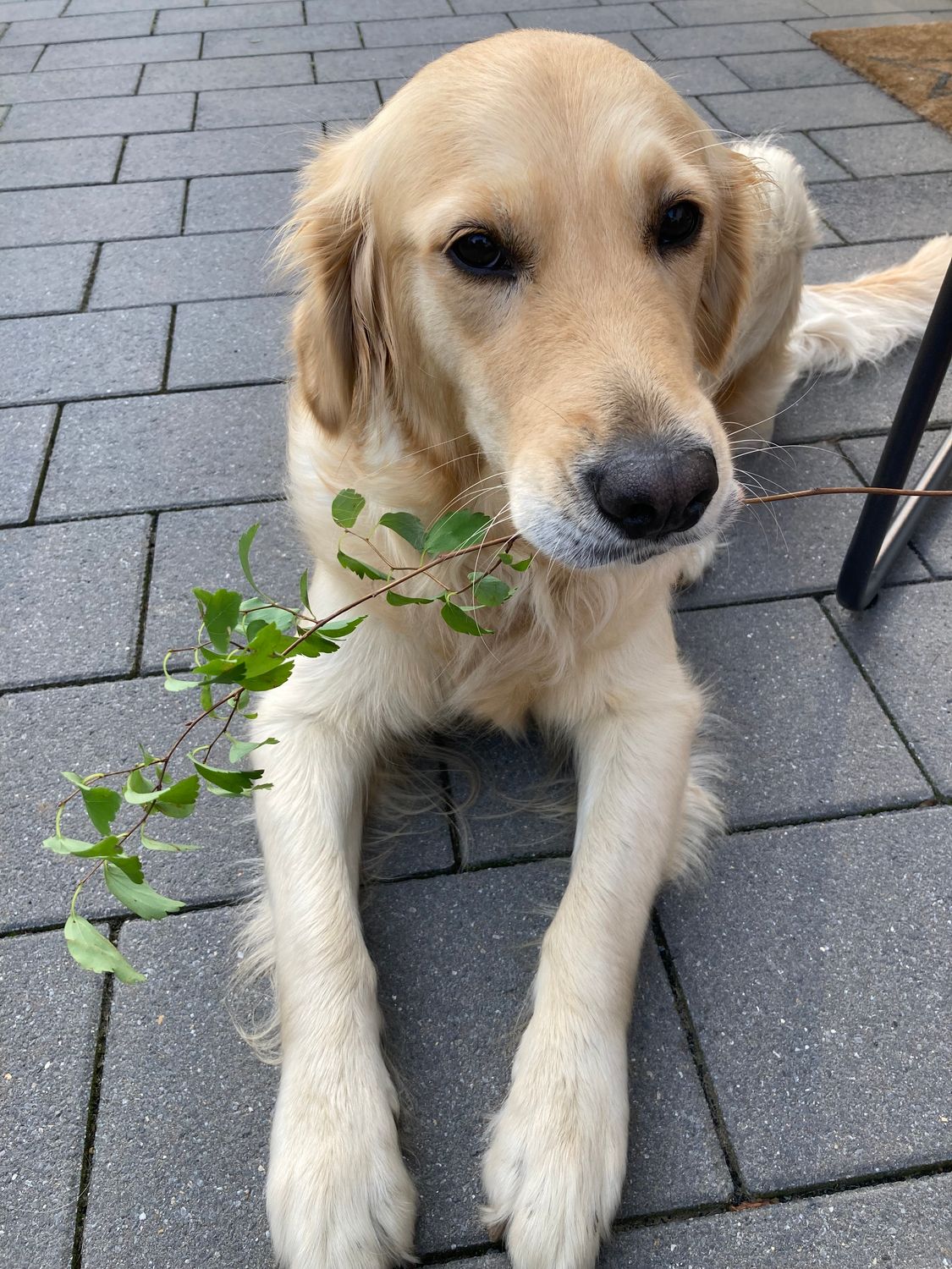 Trainingspaket Lotta 45 (5x 45 Minuten) I zzgl. Anfahrtskosten