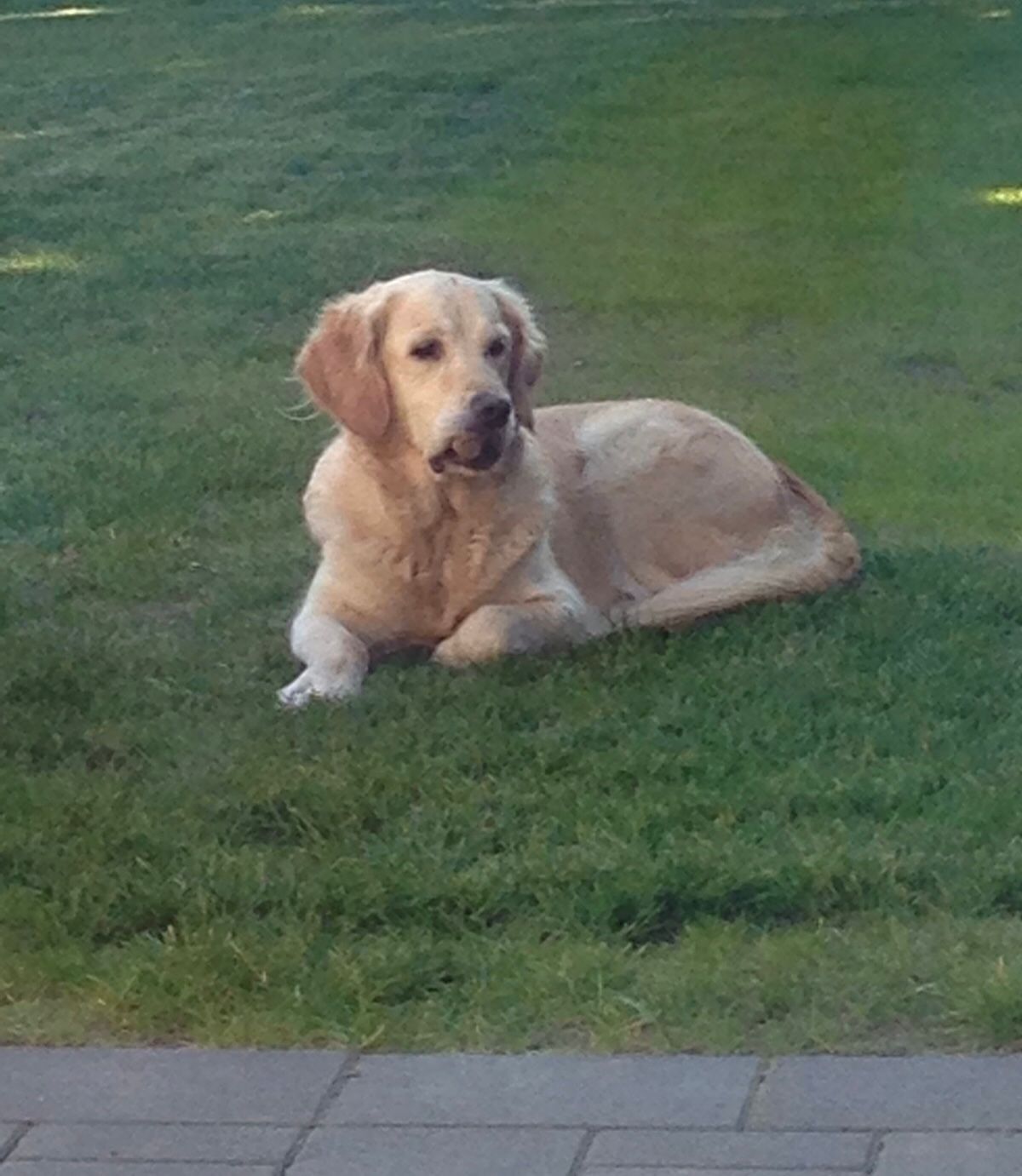 Trainingspaket Emma 30 (3x 30 Minuten) I zzgl. Anfahrtskosten