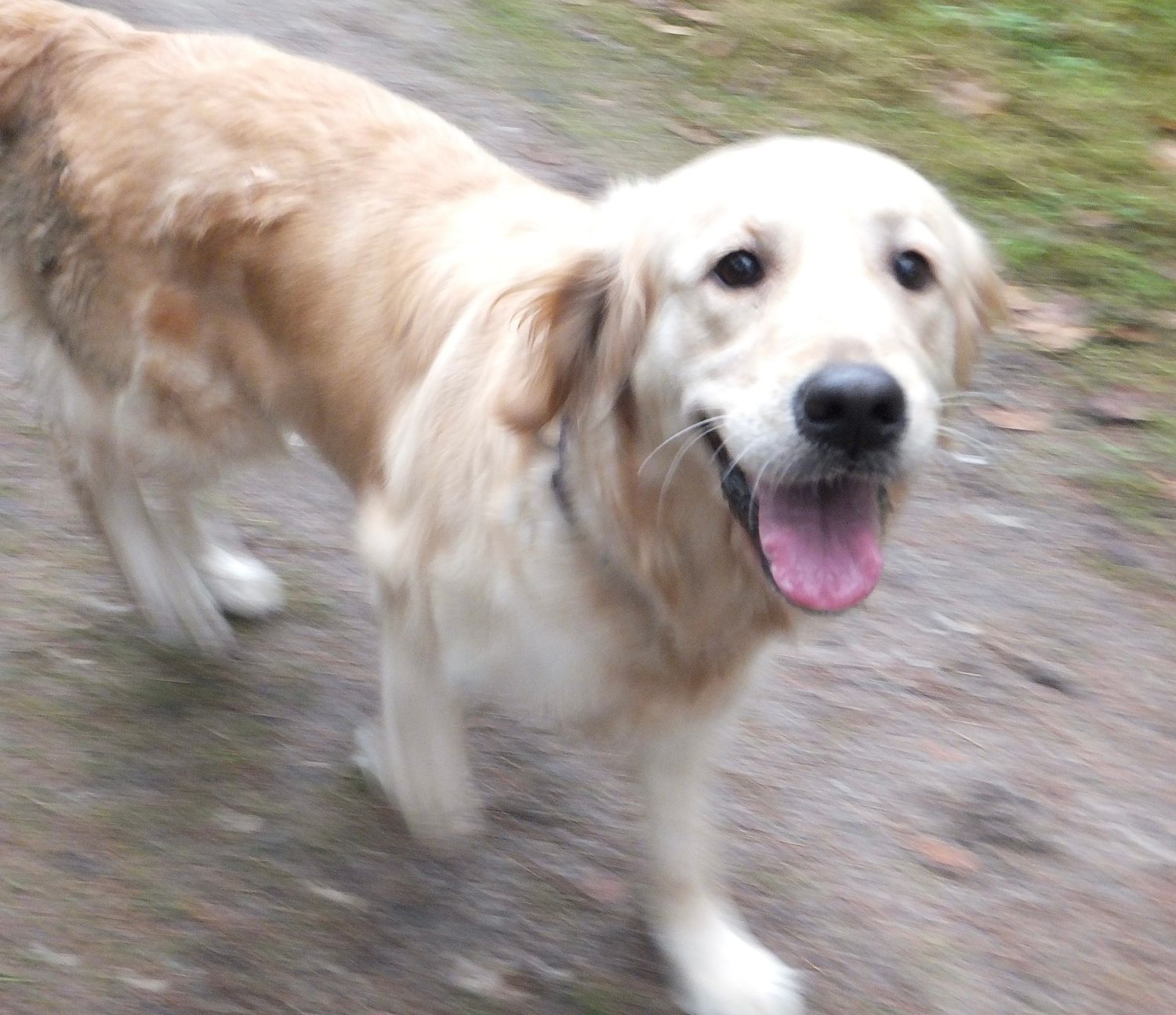 Trainingspaket Emma 45 (3x 45 Minuten) I zzgl. Anfahrtskosten