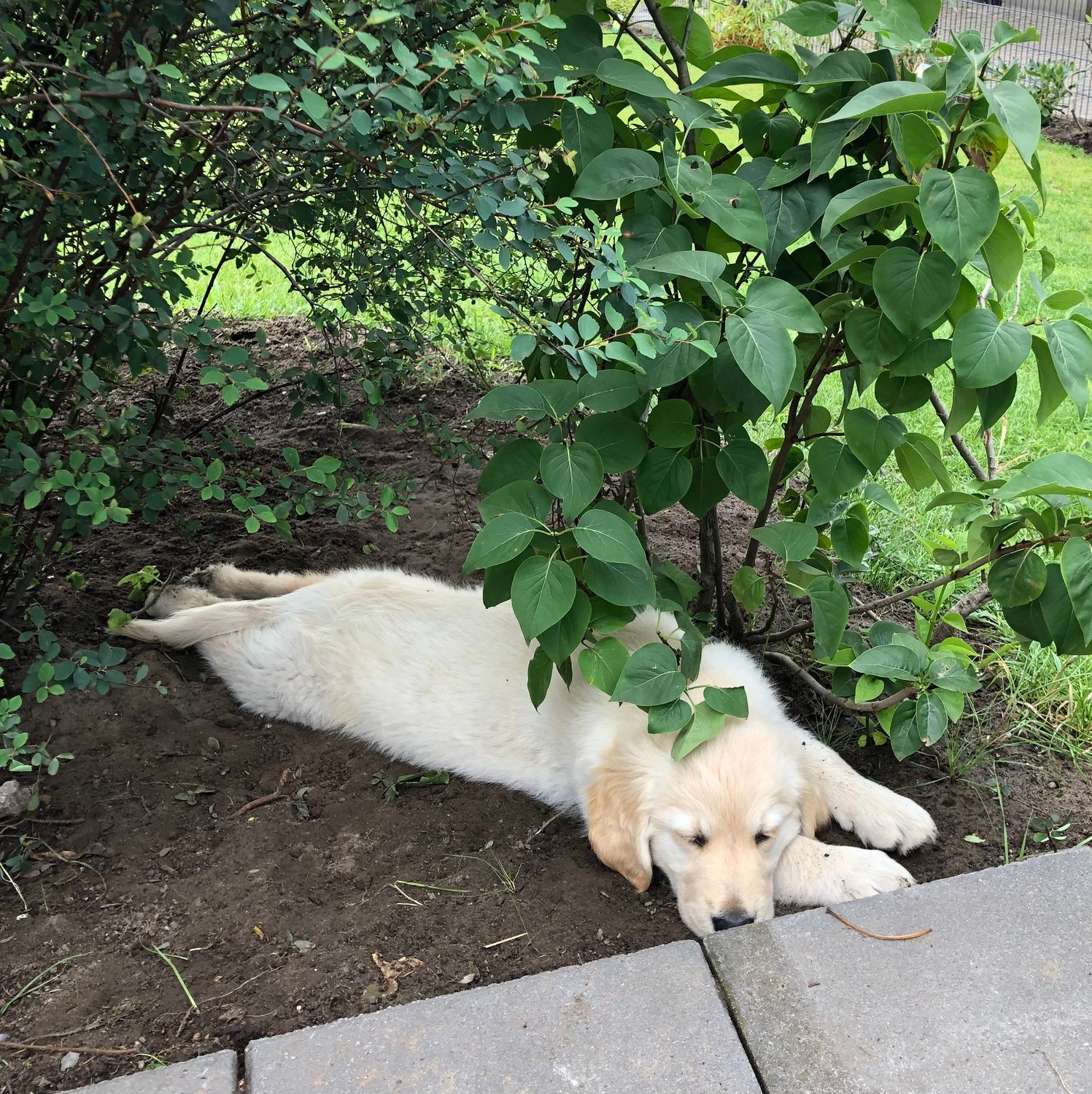 Trainingspaket Lotta 60 (5x 60 Minuten) I zzgl. Anfahrtskosten