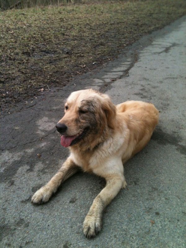 Trainingspaket Emma 60 (3x 60 Minuten) I zzgl. Anfahrtskosten