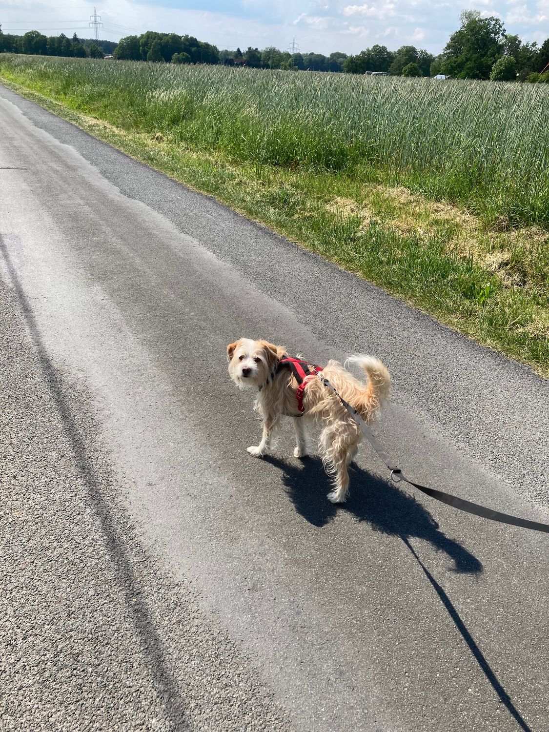 Dogwalking Single 30 I zzgl. Anfahrtkosten
