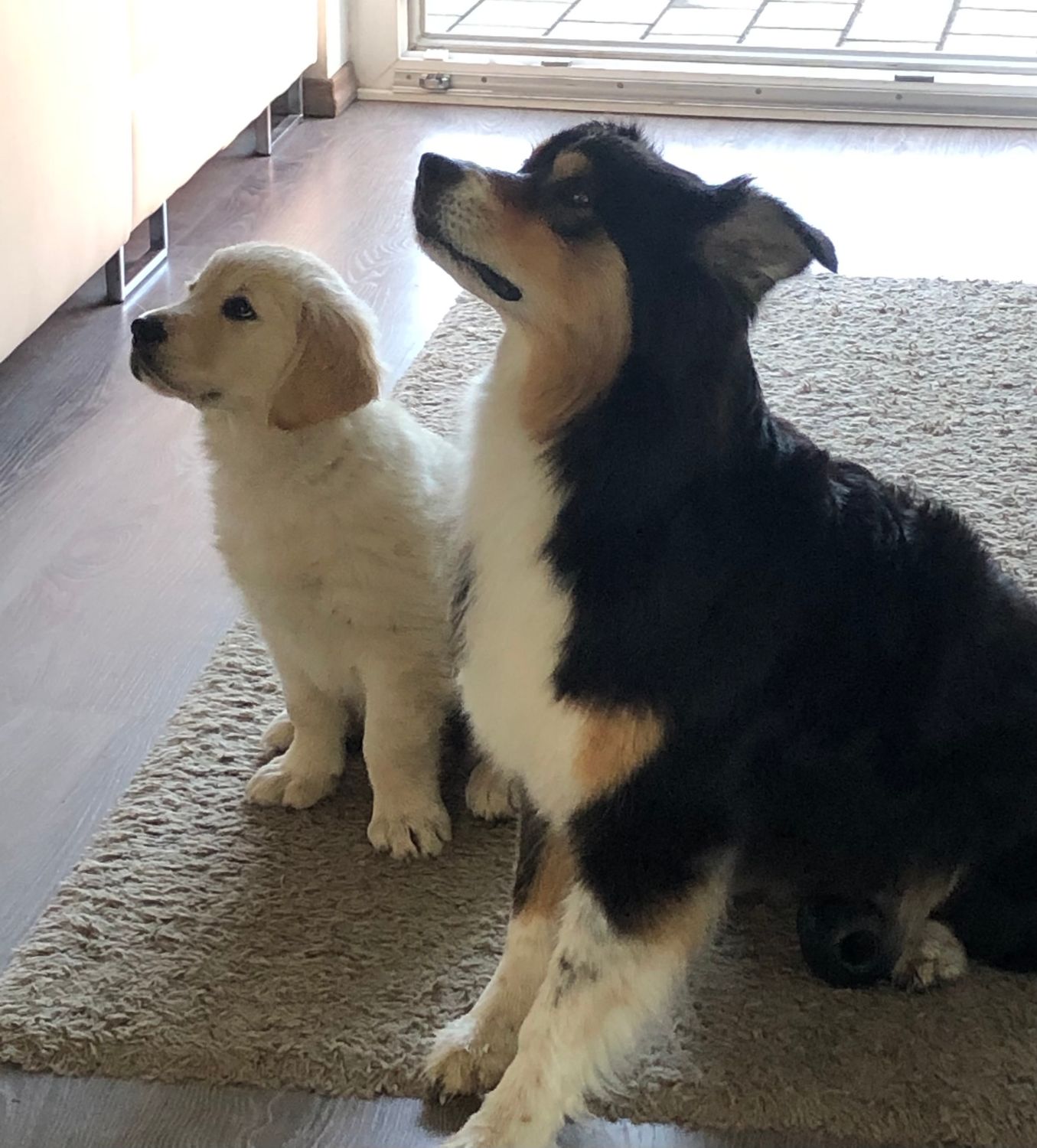 Dogwalking Single 45 I zzgl. Anfahrtskosten