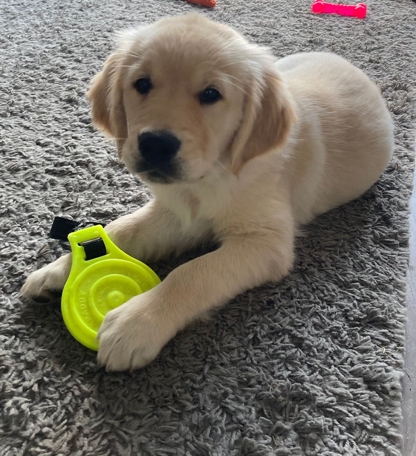 Dogwalking Single 60 I zzgl. Anfahrtskosten