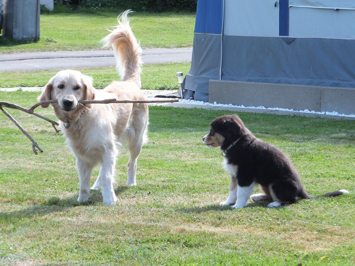 Dogwalking Bello 30 I 3x 30 Minuten I zzgl. Anfahrtskosten